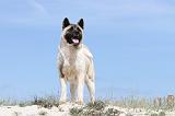 AKITA AMERICAIN 106